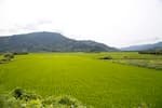 Pyeongsari Field (평사리들판)