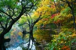 Jusanji Pond [National Geopark] (주산지 (청송 국가지질공원))