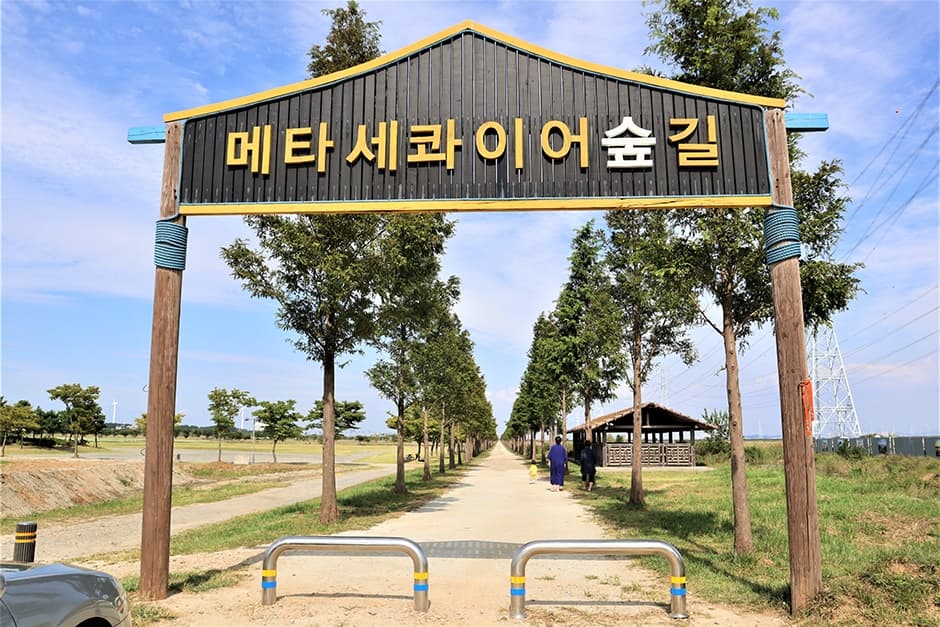 대부도 메타세콰이어길