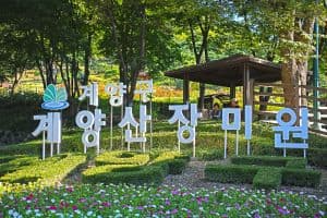 계양산장미원