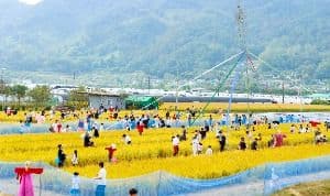 성주가야산황금들녘메뚜기축제