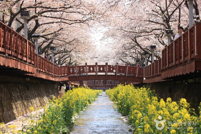 벚꽃 잔치의 최고봉 봄날의 낭만에 취한다.