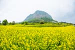 Sanbangsan Mountain (Jeju) (산방산(제주))