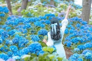 가평 양떼목장 수국축제