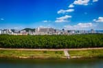 The Taehwagang National Garden and Simni Bamboo Grove (Milky Way Trail) (태화강 국가정원 십리대숲 (은하수길))