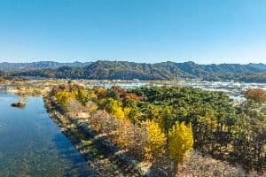 송호리송림