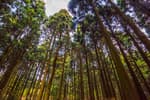 Saryeoni Forest Trail (사려니숲길)