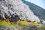 Gurye Seomjingang Cherry Blossom Trail (구례 섬진강 벚꽃길)