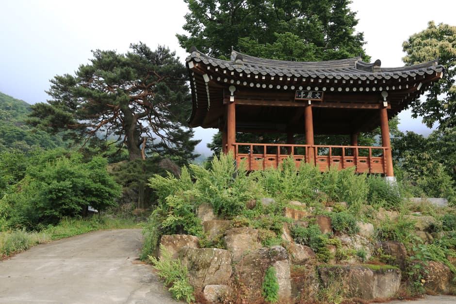 하동 축지리 문암송(악양문암송)