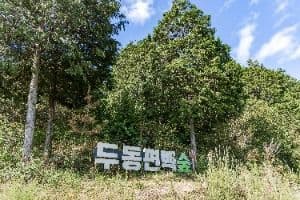 두동편백나무숲