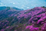 Yeosu Yeongchwisan Mountain (영취산 (여수))