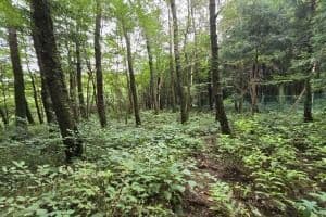 가문이오름(감은이오름)