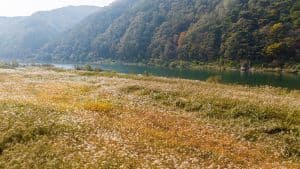 고운골 남한강 갈대숲