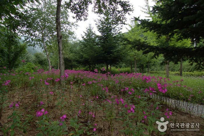 Garisan Recreational Forest (가리산자연휴양림)