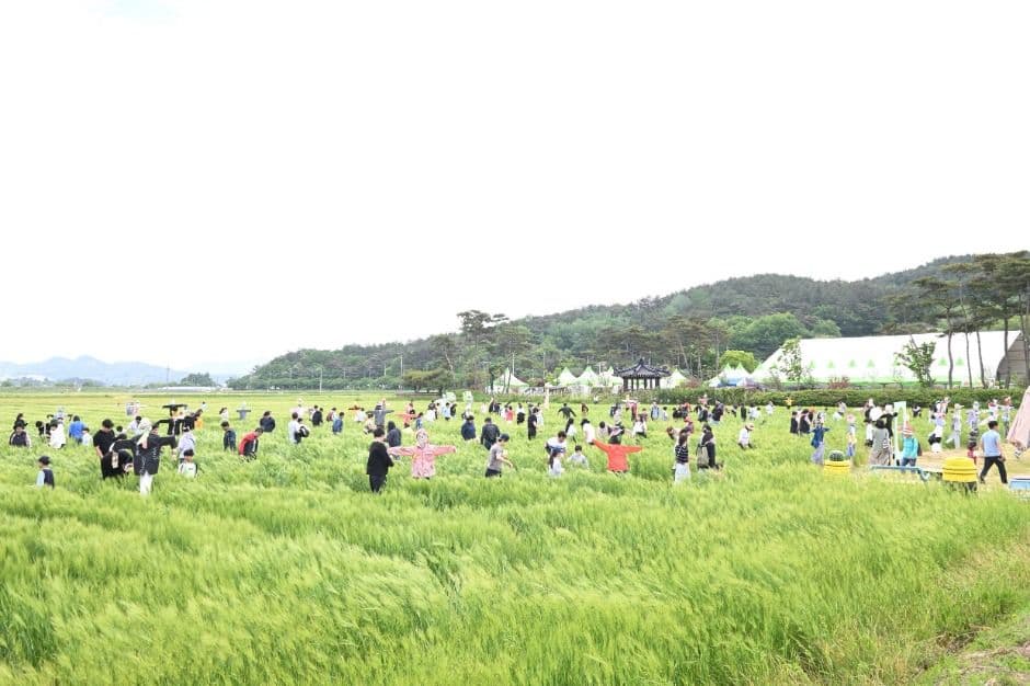 영광찰보리 축제