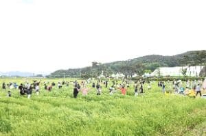 영광찰보리 축제