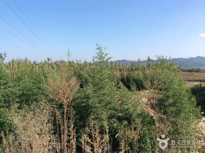 Damyang Bamboo Forest (Damyang Marsh) (담양대나무숲 - 담양습지)