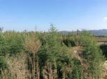 Damyang Bamboo Forest (Damyang Marsh) (담양대나무숲 - 담양습지)