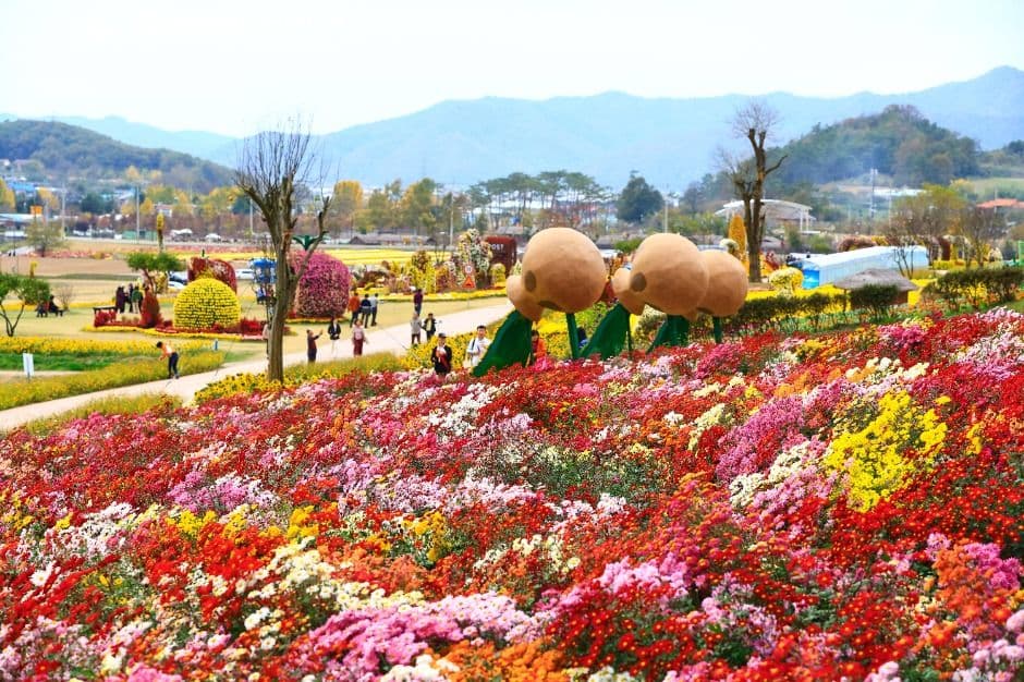 화순 고인돌 가을꽃 축제