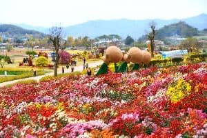 화순 고인돌 가을꽃 축제