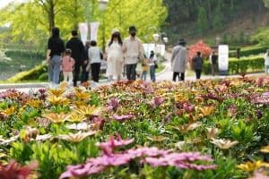 청남대 봄꽃축제 영춘제