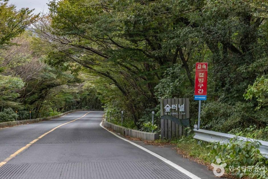 5.16 도로숲터널