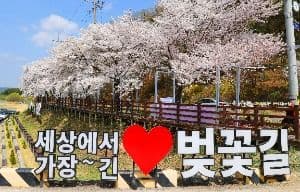 대청호 벚꽃길