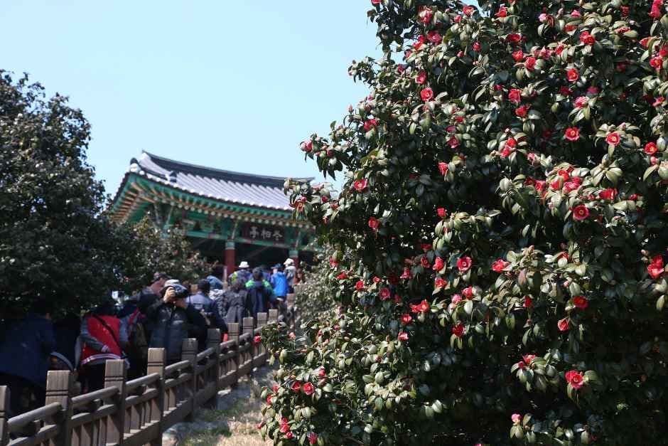 서천 동백꽃 주꾸미 축제