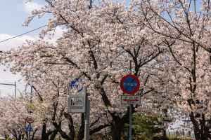 Yeongdeungpo Yeouido Spring Flower Festival (영등포 여의도 봄꽃축제)