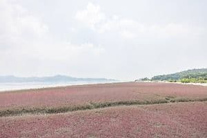 석모도 칠면초 군락지