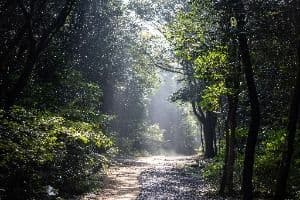 서귀포 치유의 숲