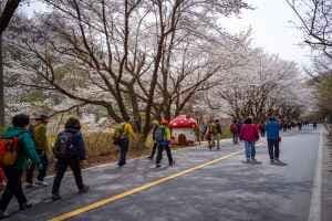 금산 보곡산골 산벚꽃 축제