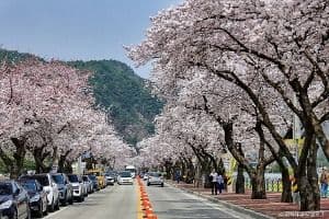맹방 벚꽃길