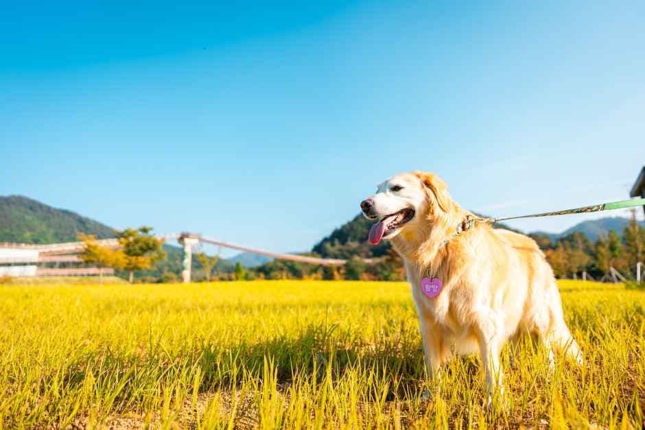 포천펫스타