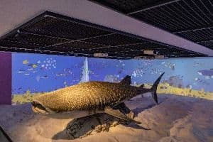 부산해양자연사박물관