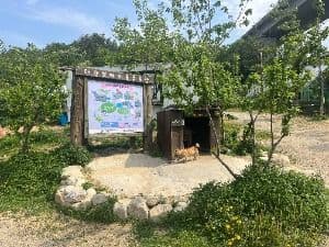 대관령아기동물농장