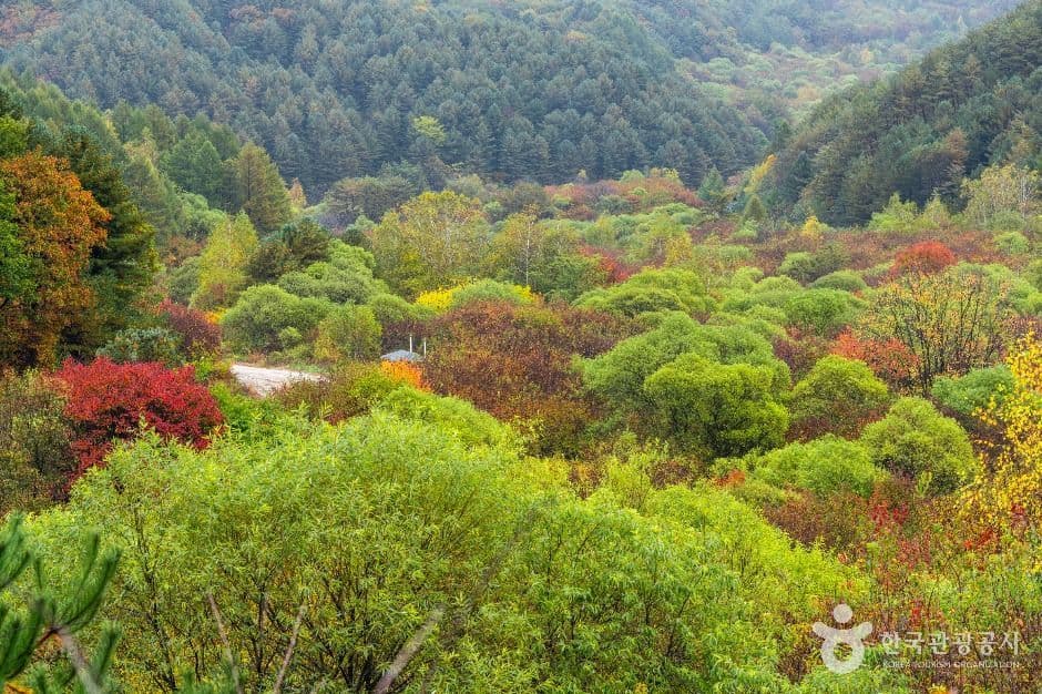 비밀의정원
