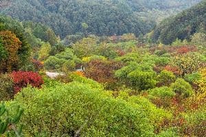 비밀의정원