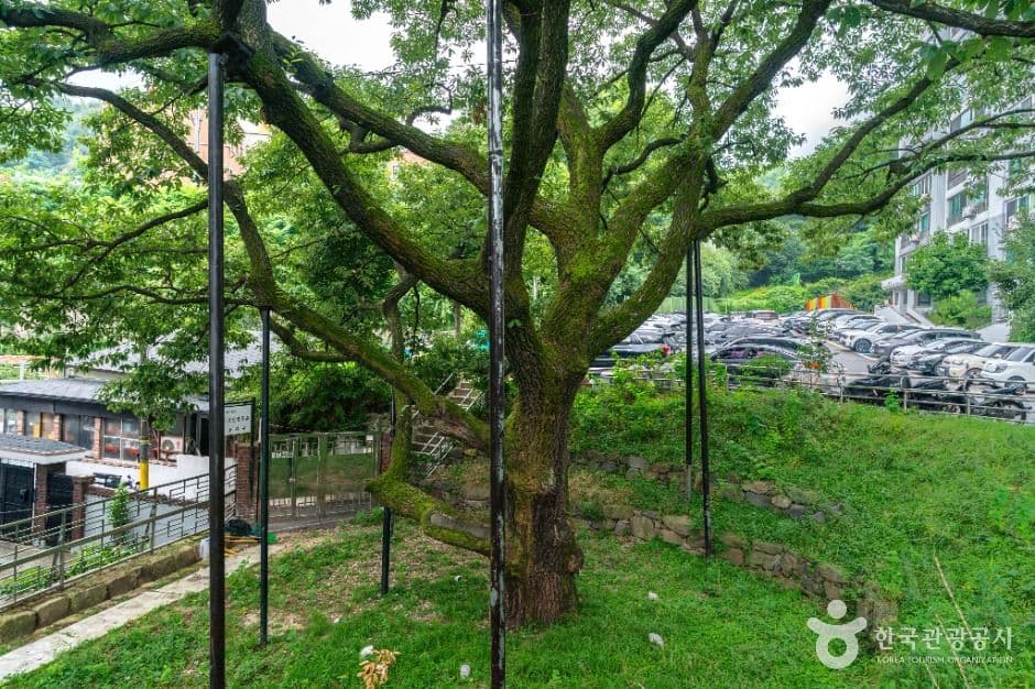 서울 신림동 굴참나무