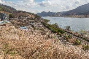 순매원