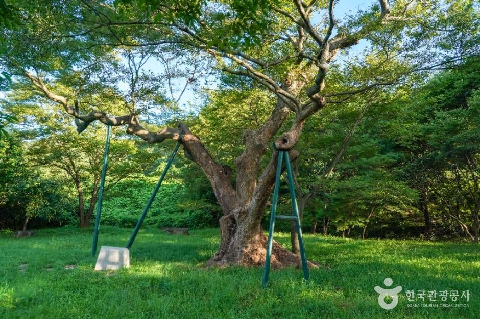 포항 마북리 느티나무