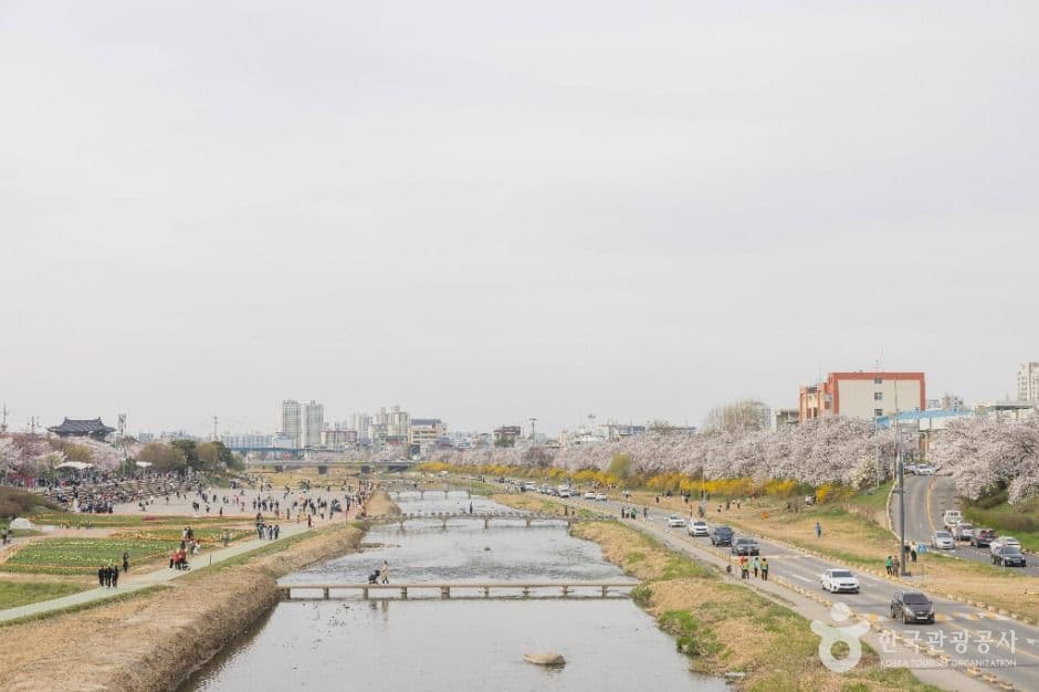 무심천 벚꽃 거리