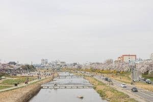 무심천 벚꽃 거리