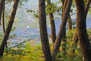 Magoksa Natural Pine Forest Trail (마곡사 천연송림욕장)