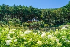 Unjesan Forest Park (운제산산림욕장)