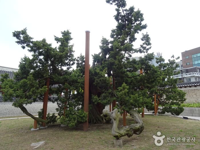 창덕궁 향나무
