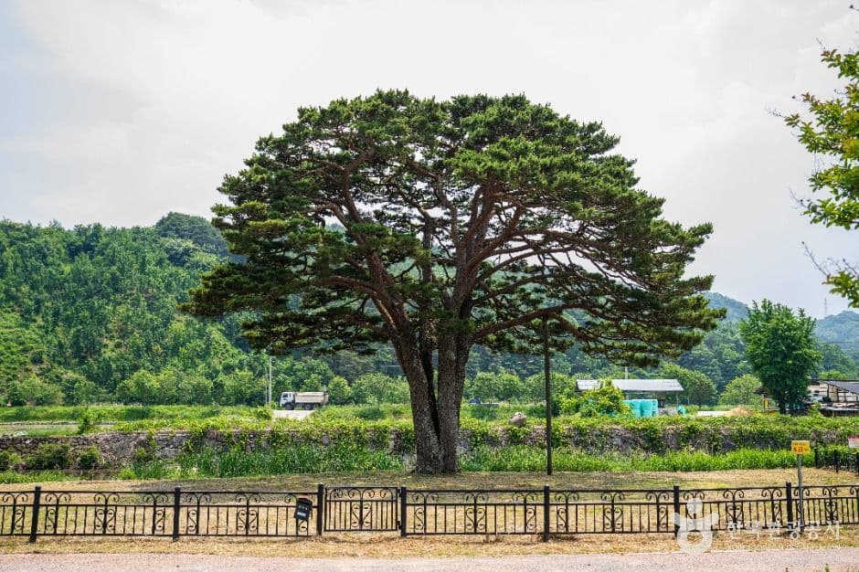 함양 목현리 구송