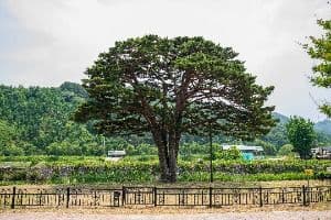 함양 목현리 구송