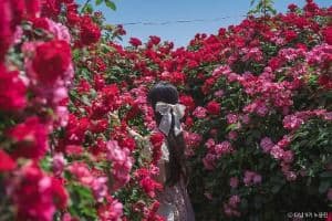 경산 하양경관농업단지