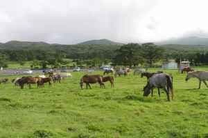 제주마 입목 문화축제